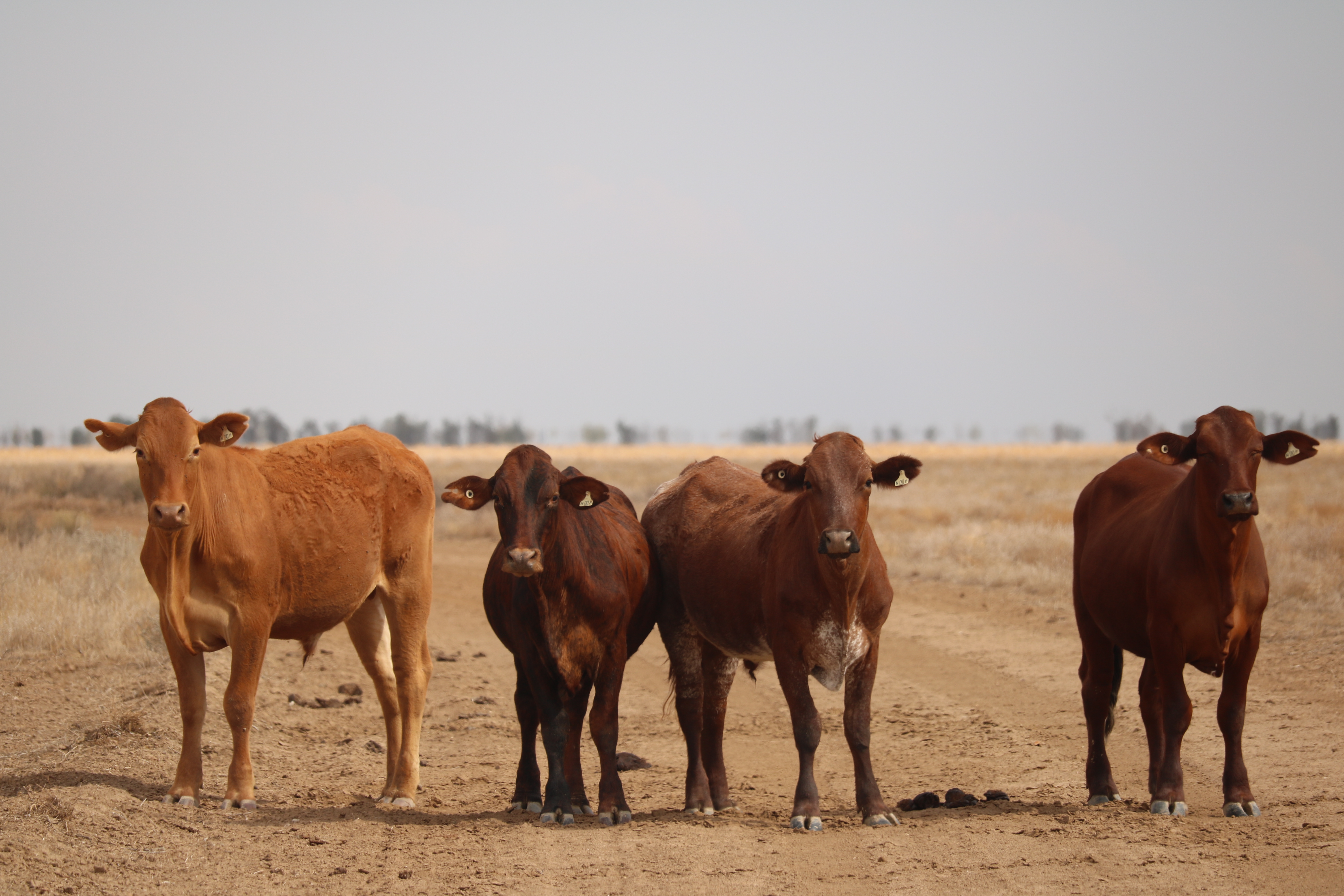 A cow standing in the shade